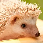 Hedgehogs Live Wallpaper icon