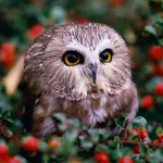 Owls Live Wallpaper icon