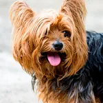 Yorkshire Terrier live wallpap icon