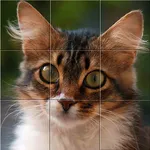 Easy cat puzzle icon