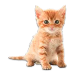 Real Animals Photo Stickers icon