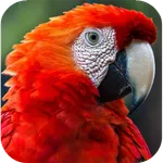 Parrot Wallpapers icon