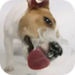Dog Licks Screen Video LWP icon