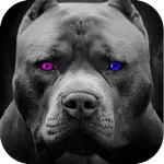 Pitbull wallpapers icon