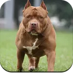 Pitbull Dog Wallpaper 4K icon