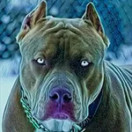 Pitbul Wallpapers HD icon