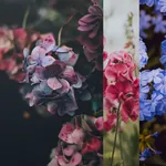 Flower Live Wallpaper icon