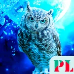 Owl Wallpaper OFFLINE icon