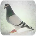 Pigeon sounds icon