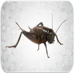 Crickets sounds icon