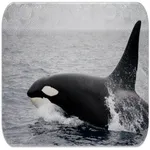 Learn about Killer whales icon