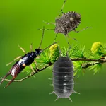 Bugs run in phone simulated icon