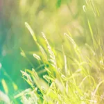 Xperia Theme - Grass FREE icon