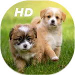 Cute Puppies Live Wallpapers H icon