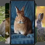 Rabbit wallpapers-4k animals icon
