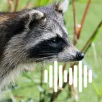 Raccoon Hunting Calls icon