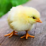 Baby Chick Sounds icon