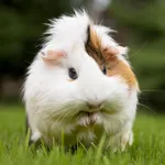 Guinea Pig Sounds icon