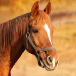 Horse Sounds icon