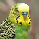 Parakeet Sounds icon