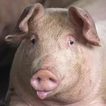 Pig Sounds icon