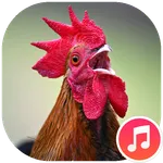Rooster Sounds icon