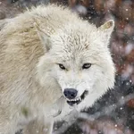 Wolf Sounds icon