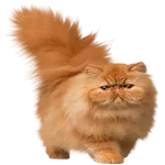 The Fickle Cat icon
