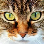 Cats wallpapers icon