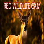 RED WILDLIFE CAM icon