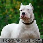 Fondos de Dogo argentino icon