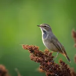 Birds Sounds icon