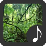 Rainforest Sounds icon