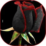 Colorful Flowers in 4K, New Ro icon