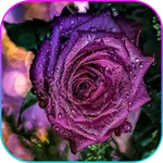 Roses & flowers live wallpaper icon