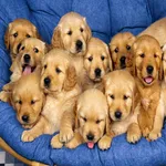Puppy Wallpapers icon