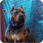 American Pitbull Wallpaper icon