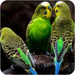Budgie Bird Wallpaper icon