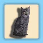 Cat Clock icon