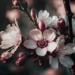 Blossom Cherry Wallpaper icon