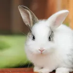 Cute Rabbit Wallpaper 4k icon