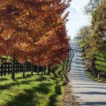 Beautiful Fall Wallpapers 4K icon
