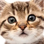 Cute Cat Wallpapers icon