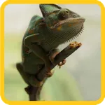 Chameleon tiles icon
