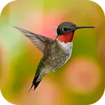 Inspirational Quotes & Sayings icon