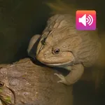 Thai Frog: Sounds & Ringtones icon