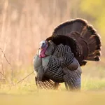 Wild Turkey Calling Sounds icon