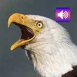 Bald Eagle: Sounds & Ringtones icon