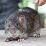 เสียงต่อหนูพุก icon