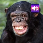 Chimpanzee: Sounds & Ringtones icon